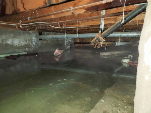 Best Emergency water extraction  in Mcgaheysville, VA